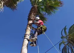 poda de palmeras en Mendoza en altura con técnicas profesionales
